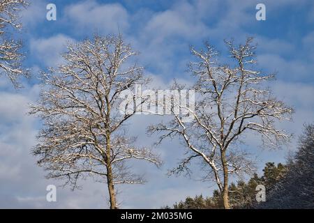 Baumspitzen, leicht schneebedeckt vor blauem Himmel mit Wolken an einem Wintertag in Deutschland. Stockfoto