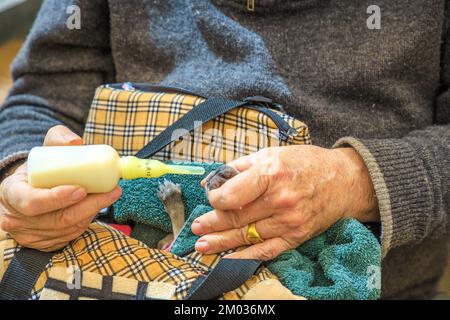 Coober Pedy, Südaustralien -27. August 2019: Gründer des Coober Pedy Kangaroo Sanctuary, hält ein verwaistes Baby Känguru bei einer Führung für Touristen Stockfoto