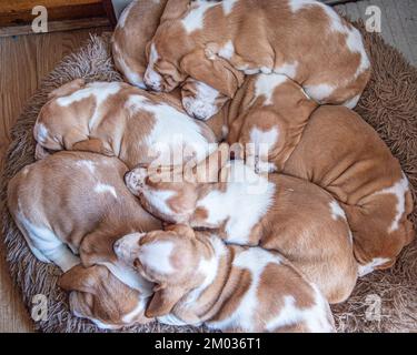 Einstreu von Basset-Hundewelpen Stockfoto