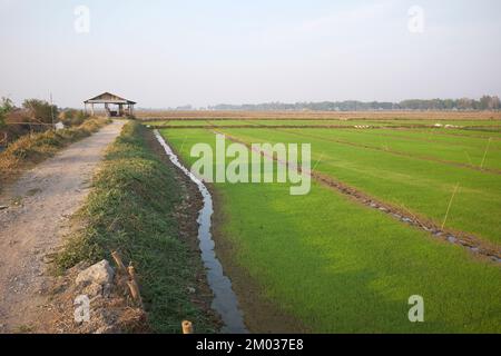 Rice Paddy Fields in der Nähe von Nyaung Schwe Inle Lake Myanmar Stockfoto