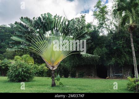 Palmen von Reisenden wachsen in tropischem Klima in einem Garten neben anderen Pflanzen und Bäumen Stockfoto