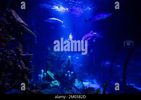 Haie im Aquarium für Designzwecke, Tapeten Stockfoto