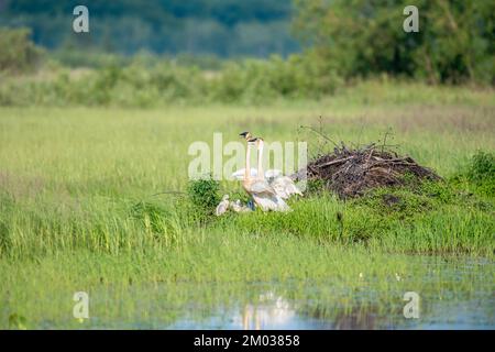 Trompeterschwan (Cygnus Buccinator) und Cygnets. , Ostnordamerika, von Dominique Braud/Dembinsky Photo Assoc Stockfoto