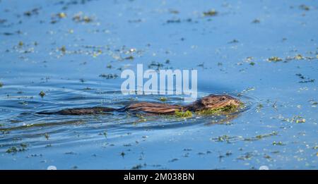 Im Süßwasserteich schwimmende Bisamratte mit Vegetation im Mund, E North America, von Dominique Braud/Dembinsky Photo Assoc Stockfoto