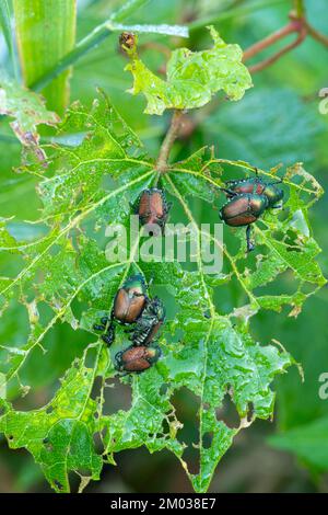 Japanischer Käfer (Popillia japonica) beim Essen von Wild Grape Leaf, E USA, von Dominique Braud/Dembinsky Photo Assoc Stockfoto