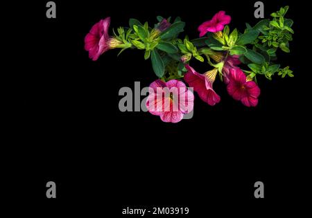 Pink Petunia mit üppigen grünen Blättern, isoliert, schwarzer Hintergrund, negativer Bereich, Textbereich, Minimalismus Stockfoto