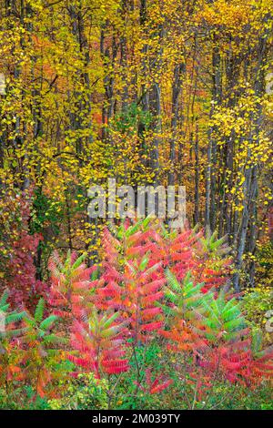 Herbstfarben, Staghorn Sumac, Great Smoky Mountains National Park, TN, USA, Ende Oktober, von Dominique Braud/Dembinsky Photo Assoc Stockfoto