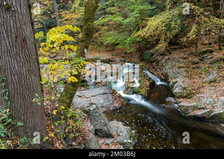 Wasserfall, Herbstfarben, Laurel Creek. Great Smoky Mountains National Park, TN, USA, Ende Oktober, von Dominique Braud/Dembinsky Photo Assoc Stockfoto