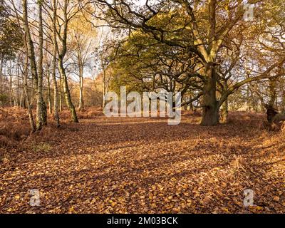 Wintersonnenlicht auf heruntergefallenen Blättern und Bäumen im Wald Stockfoto