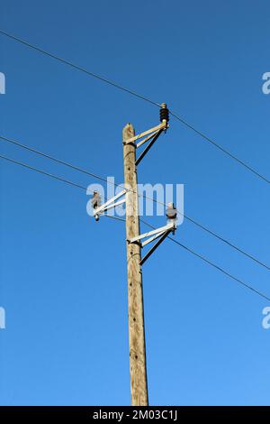 Holzstange mit Stromleitungen. Stromübertragungskabel Stockfoto