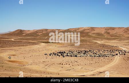 Zwischen Chaghcharan und dem Minarett von Jam, Provinz Ghor in Afghanistan. Ein Mann auf einem Esel neigt zu einem Schaf-Herd in einem abgelegenen Teil Afghanistans. Stockfoto