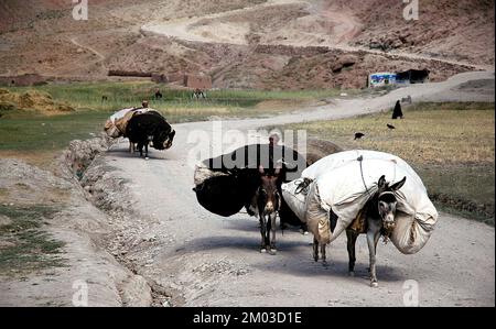 Ein kleines Dorf zwischen Chaghcharan und dem Minarett von Jam, Provinz Ghor, Afghanistan: Bauern mit Eseln, die schwere Lasten auf einer unbefestigten Straße transportieren. Stockfoto