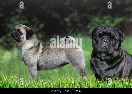 Der Pug ist eine Hunderasse, die ursprünglich aus China stammt, mit körperlich unverwechselbaren Merkmalen eines faltigen, kurzen Maulkörpers und eines geschwungenen Schwanzes. Stockfoto