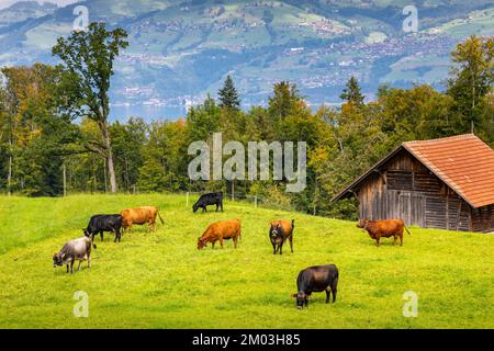 Berner Schweizer alpen und alpiner Betrieb mit Kühen, Interlaken, Schweiz Stockfoto