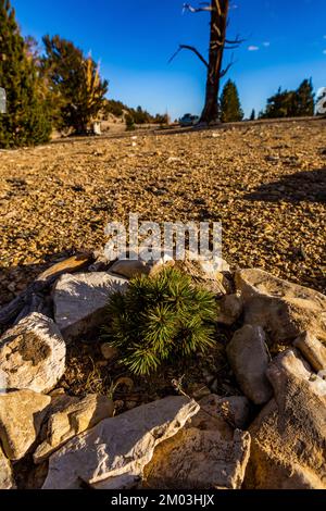 Junge Bristlecone Pine, Pinus longaeva, geschützt im alten Bristlecone Pine Forest, Inyo National Forest, Kalifornien, USA Stockfoto