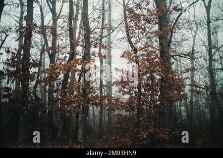 Gruseliger, nebelbedeckter Wald im Herbst Stockfoto