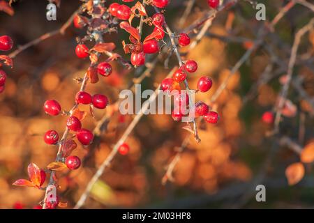 Nahaufnahme des duftenden Sumac im Herbst. Der lateinische Name ist Rhus aromatica. Sumac wächst in subtropischen und gemäßigten Regionen auf der ganzen Welt. Stockfoto