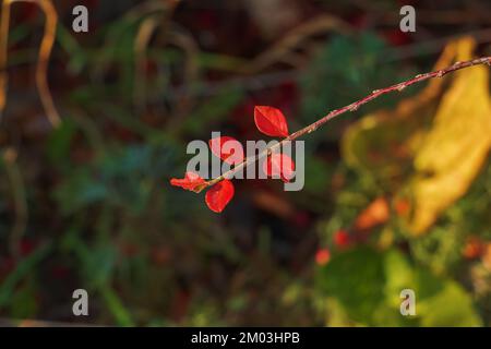 Nahaufnahme des duftenden Sumac im Herbst. Der lateinische Name ist Rhus aromatica. Sumac wächst in subtropischen und gemäßigten Regionen auf der ganzen Welt. Stockfoto