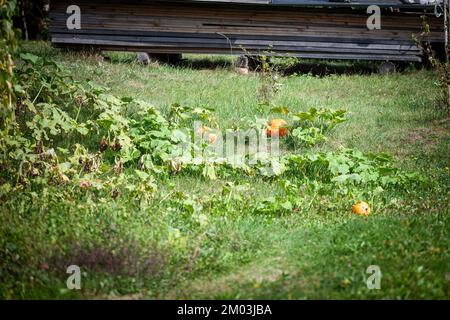 Bild eines grünen Feldes in einem Garten mit Kürbissen, die geerntet werden können. Ein Kürbis ist ein Kultivar von Winterkürbis, der rund und leicht sanft ist Stockfoto