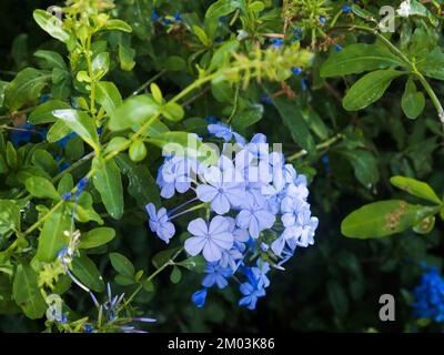 Plumbago-Busch auf der Straße in Fuengirola an der Costa del Sol in Spanien Stockfoto