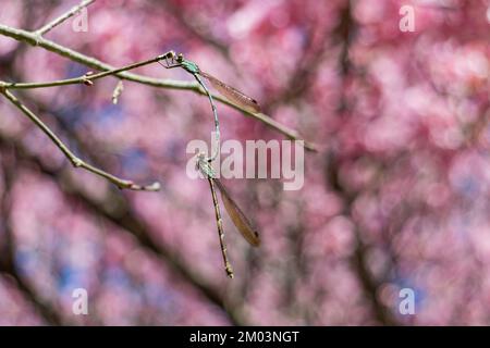 Nahaufnahme von zwei Dameselfly, die sich in Wuling Farm in Taiwan mit wunderschönen Kirschblüten paaren Stockfoto