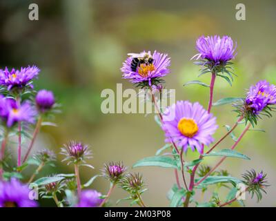 Hummelbiene auf Neuengland-Osterblume. Stockfoto