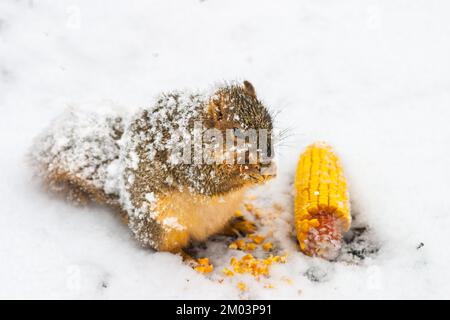 Fuchs-Eichhörnchen (Sciurus niger), das Mais im Schnee füttert. Oak Park, Illinois. Stockfoto