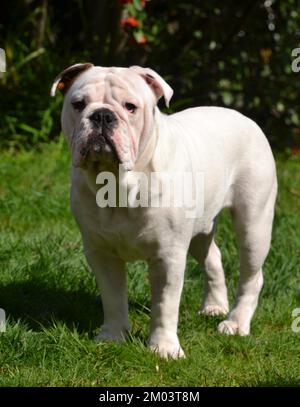 Weißes englisches oder britisches Bulldog-Hündchen, das in einer Gartenumgebung auf dem Rasen besorgt und direkt in die Kamera schaut Stockfoto