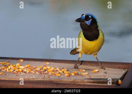 Green Jay auf hausgemachter Vogelzucht mit verschiedenen Samen im unteren Rio Grande Valley, Texas, USA. Cyanocorax yncas Stockfoto