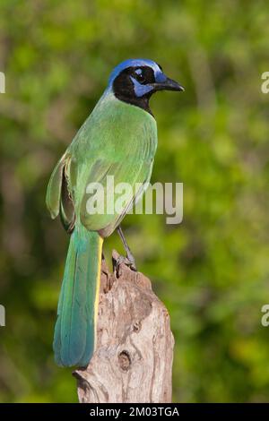 Green Jay auf einem Baumstumpf im Rio Grande Valley, Texas, USA. Cyanocorax yncas Stockfoto