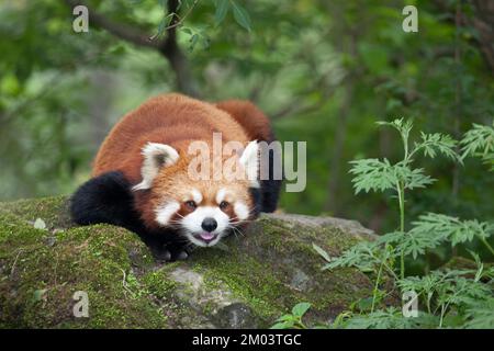 Roter Panda liegt auf einem Felsen im Wolong Nature Reserve Montane Forest, China. Ailurus fulgens. Stockfoto