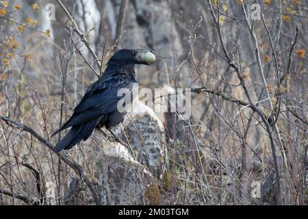 Rabe, die ein wildes Vogelei ausbeuten und das Ei in ihrem Schnabel tragen. Corvus Corax. Stockfoto