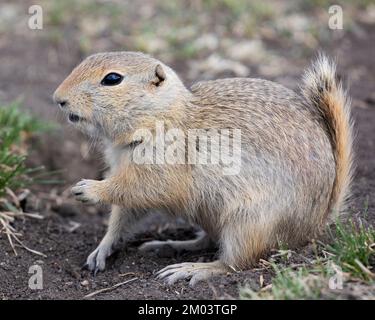 Richardsons Eichhörnchen. (Urocitellus richardsonii) Stockfoto