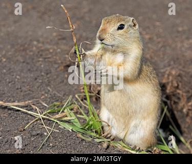 Richardsons Eichhörnchen fressen Gras. (Urocitellus richardsonii) Stockfoto