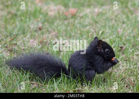Östliches Eichhörnchen, das eine Eschenbeere isst (Sciurus carolinensis, melanistische Form). Stockfoto