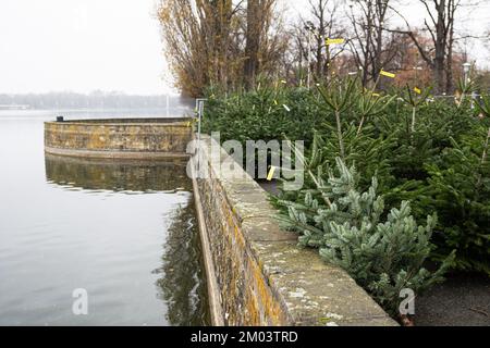 Hannover, Deutschland. 02.. Dezember 2022. Nordmann-Tannen stehen an einem Weihnachtsbaum-Verkaufsstand am Rudolf-von-Bennigsen-Ufer des Maschsee in Hannover. Der Weihnachtsbaumverkauf in Niedersachsen hat gut begonnen. Kredit: Michael Matthey/dpa/Alamy Live News Stockfoto