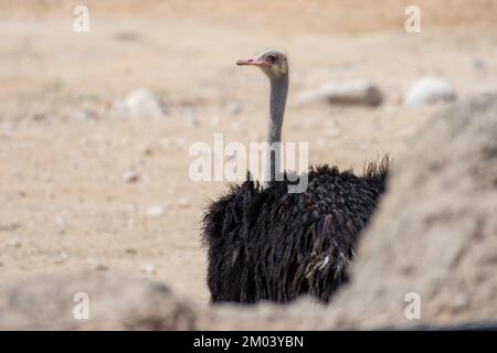 Somali-Strauß (Struthio molybdophanes), auch bekannt als der blauhalsige Strauß in der Wüste. Stockfoto