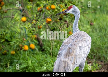 Sandhill Crane (Grus canadensis) wandert durch einen Orangenhain am Showcase of Citrus in Clermont, Florida, südwestlich von Orlando. (USA) Stockfoto