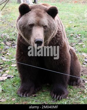 Stuer, Deutschland. 29.. November 2022. Im Bärenwald sitzt Müritz Balou in seinem Gehege. Balou stammt 2012 aus dem Wildreservat Hellenthal (Nordrhein-Westfalen). Der Bärenwald mit derzeit 12 Bären ist täglich geöffnet, derzeit befinden sich vier Bären im Winterschlaf. (Zu dpa Besucher Magnet Braunbären: 96.000 Gäste - Tickets bald teurer) Guthaben: Bernd Wüstneck/dpa/Alamy Live News Stockfoto