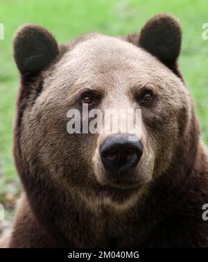 Stuer, Deutschland. 29.. November 2022. Michal, der 2011 aus dem Zoo Braniewo in Polen kam, ist im Müritz-Bärenwald unterwegs. Er wurde bei einem Kampf mit einem anderen Bären gebissen. Der Bärenwald mit derzeit 12 Bären ist täglich geöffnet, derzeit befinden sich vier Bären im Winterschlaf. Kredit: Bernd Wüstneck/dpa/Alamy Live News Stockfoto