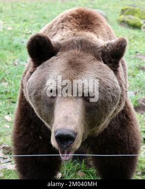 Stuer, Deutschland. 29.. November 2022. Balou ist unterwegs in seinem Gehege im Bärenwald von Müritz. Balou stammt 2012 aus dem Wildreservat Hellenthal (Nordrhein-Westfalen). Der Bärenwald mit derzeit 12 Bären ist täglich geöffnet, derzeit befinden sich vier Bären im Winterschlaf. Kredit: Bernd Wüstneck/dpa/Alamy Live News Stockfoto