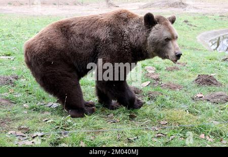 Stuer, Deutschland. 29.. November 2022. Balou ist unterwegs in seinem Gehege im Bärenwald von Müritz. Balou stammt 2012 aus dem Wildreservat Hellenthal (Nordrhein-Westfalen). Der Bärenwald mit derzeit 12 Bären ist täglich geöffnet, derzeit befinden sich vier Bären im Winterschlaf. (Zu dpa Besucher Magnet Braunbären: 96.000 Gäste - Tickets bald teurer) Guthaben: Bernd Wüstneck/dpa/Alamy Live News Stockfoto