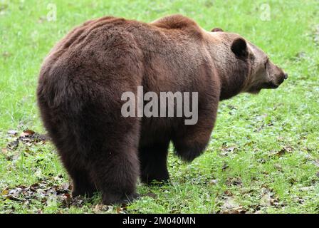 Stuer, Deutschland. 29.. November 2022. Michal, der 2011 aus dem Zoo Braniewo in Polen kam, ist im Müritz-Bärenwald unterwegs. Er wurde bei einem Kampf mit einem anderen Bären gebissen. Der Bärenwald mit derzeit 12 Bären ist täglich geöffnet, derzeit befinden sich vier Bären im Winterschlaf. Kredit: Bernd Wüstneck/dpa/Alamy Live News Stockfoto