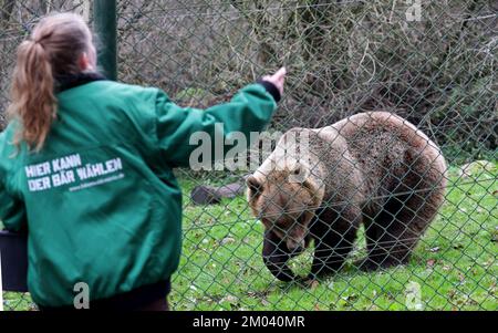 Stuer, Deutschland. 29.. November 2022. Im Bärenwald von Müritz kommt Rocco mit dem Chefwärter Marei Willenborg zum Zaun, der Leckereien mitgebracht hat. Rocco kam 2019 von einem privaten Betrieb in Albanien hierher. Der Bärenwald, in dem derzeit 12 Bären leben, ist täglich geöffnet, und vier Bären befinden sich derzeit im Winterschlaf. Kredit: Bernd Wüstneck/dpa/Alamy Live News Stockfoto