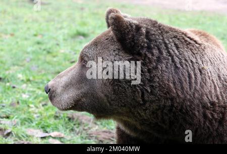 Stuer, Deutschland. 29.. November 2022. Rocco ist unterwegs in seinem Gehege im Bärenwald von Müritz. Rocco kam 2019 aus einem Hinterhof in Albanien hierher. Der Bärenwald mit derzeit 12 Bären ist täglich geöffnet, derzeit befinden sich vier Bären im Winterschlaf. Kredit: Bernd Wüstneck/dpa/Alamy Live News Stockfoto