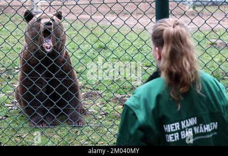 Stuer, Deutschland. 29.. November 2022. Im Bärenwald kommt Müritz Balou zum Zaun zum Chefwärter Marei Willenborg, der Leckereien mitgebracht hat. Balou stammt 2012 aus dem Wildgehege Hellenthal (Nordrhein-Westfalen). Der Bärenwald mit derzeit 12 Bären ist täglich geöffnet, derzeit befinden sich vier Bären im Winterschlaf. Kredit: Bernd Wüstneck/dpa/Alamy Live News Stockfoto