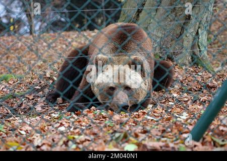 Stuer, Deutschland. 29.. November 2022. Im Bärenwald ruht Müritz Felix in seinem Gehege, er kam 2007 aus dem Schwarzwaldpark Löffingen. Der Bärenwald mit derzeit 12 Bären ist täglich geöffnet, derzeit befinden sich vier Bären im Winterschlaf. (Zu dpa Besucher Magnet Braunbären: 96.000 Gäste - Tickets bald teurer) Guthaben: Bernd Wüstneck/dpa/Alamy Live News Stockfoto