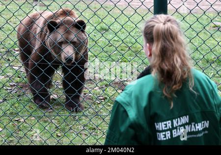 Stuer, Deutschland. 29.. November 2022. Im Bärenwald kommt Müritz Balou zum Zaun zum Chefwärter Marei Willenborg, der Leckereien mitgebracht hat. Balou stammt 2012 aus dem Wildgehege Hellenthal (Nordrhein-Westfalen). Der Bärenwald mit derzeit 12 Bären ist täglich geöffnet, derzeit befinden sich vier Bären im Winterschlaf. (Zu dpa Besucher Magnet Braunbären: 96.000 Gäste - Tickets bald teurer) Guthaben: Bernd Wüstneck/dpa/Alamy Live News Stockfoto