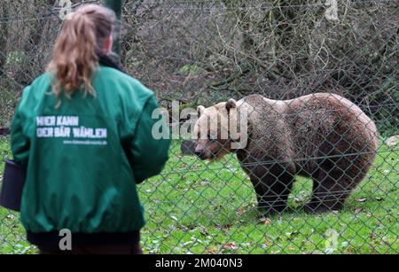 Stuer, Deutschland. 29.. November 2022. Im Bärenwald von Müritz kommt Rocco mit dem Chefwärter Marei Willenborg zum Zaun, der Leckereien mitgebracht hat. Rocco kam 2019 von einem privaten Betrieb in Albanien hierher. Der Bärenwald, in dem derzeit 12 Bären leben, ist täglich geöffnet, und vier Bären befinden sich derzeit im Winterschlaf. Kredit: Bernd Wüstneck/dpa/Alamy Live News Stockfoto