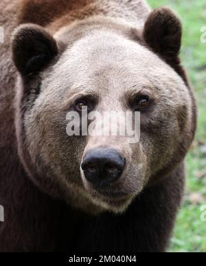 Stuer, Deutschland. 29.. November 2022. Michal, der 2011 aus dem Zoo Braniewo in Polen kam, ist im Müritz-Bärenwald unterwegs. Er wurde bei einem Kampf mit einem anderen Bären gebissen. Der Bärenwald mit derzeit 12 Bären ist täglich geöffnet, derzeit befinden sich vier Bären im Winterschlaf. (Zu dpa Besucher Magnet Braunbären: 96.000 Gäste - Tickets bald teurer) Guthaben: Bernd Wüstneck/dpa/Alamy Live News Stockfoto